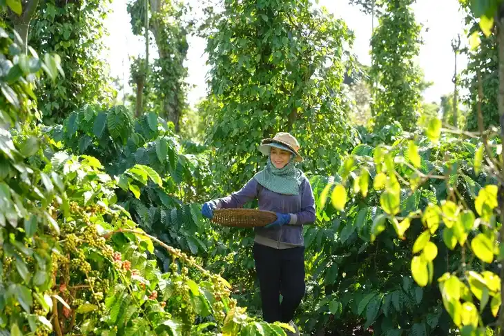 Sữa bột Nestlé và cam kết canh tác tái sinh: Bước tiến mới trong quy trình sản xuất sữa sạch bền vững 3 Quy trình kiểm soát chất lượng nghiêm ngặt của thương hiệu